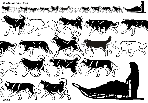 Mackenzie, Frise traineau 12 chiens