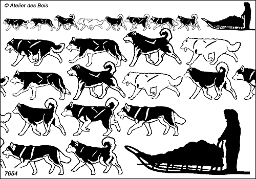 Mackenzie, Frise traineau 8 chiens