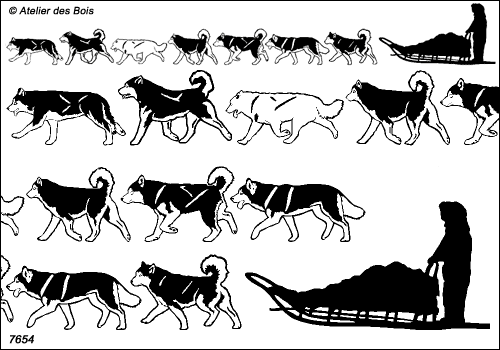 Mackenzie, Frise traineau 7 chiens