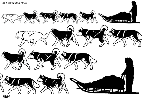 Mackenzie, Frise traineau 5 chiens