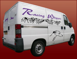 Racing Whippets